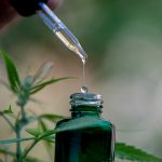 Greenhouse Rentals for Cannabis Cultivation: How to Find the Perfect Space for Your Grow Operation
