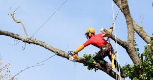 Tree safety